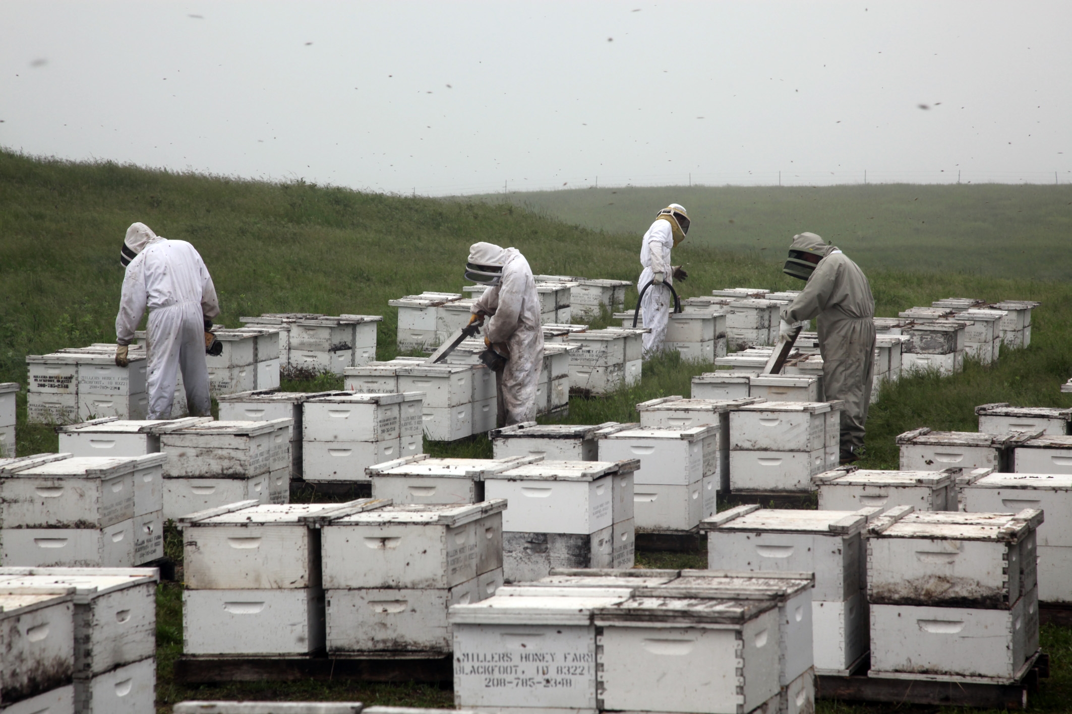 Image du film Des abeilles et des hommes 29dc872b-46f0-469d-b6a2-15fd954d56fb