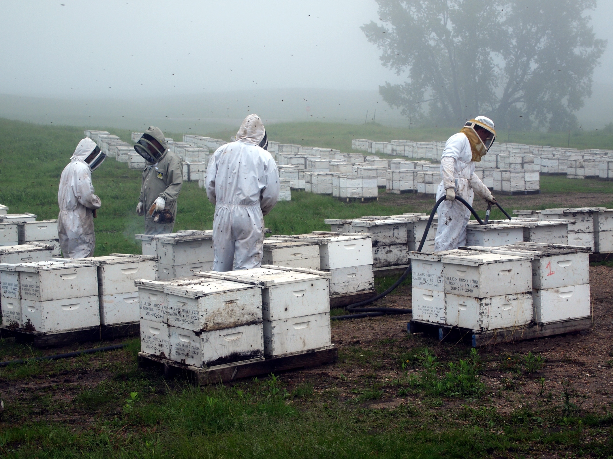 Image du film Des abeilles et des hommes 59414316-1434-408b-8848-c93522d82e13