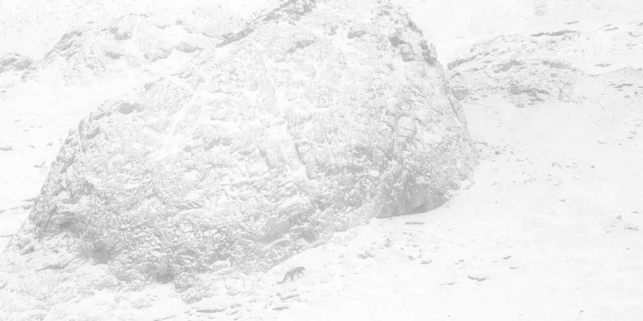 Image du film La Panthère des neiges 57b749f7-affe-49ed-b613-b3ca78ee9b6e