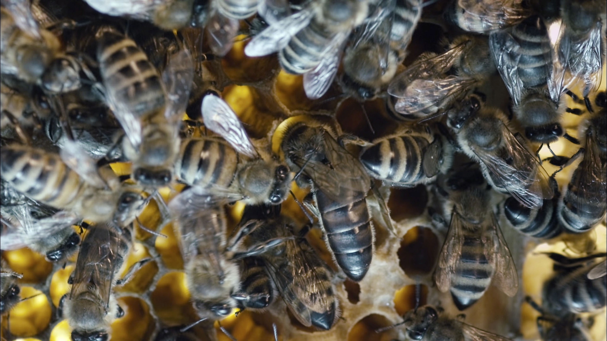 Image du film Des abeilles et des hommes 30a519e6-b871-4c7b-8a2f-8b13195be074