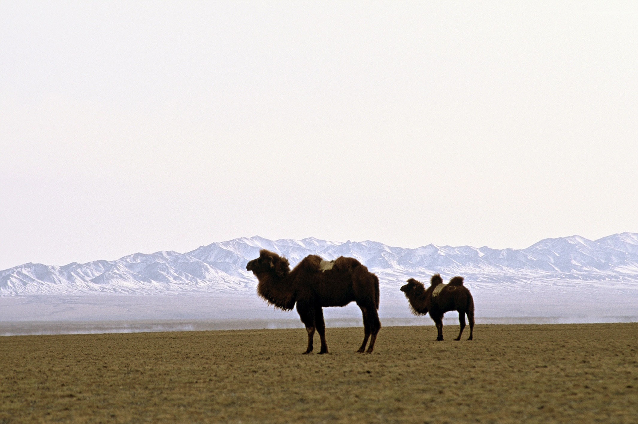 Image du film L'histoire du chameau qui pleure 12111
