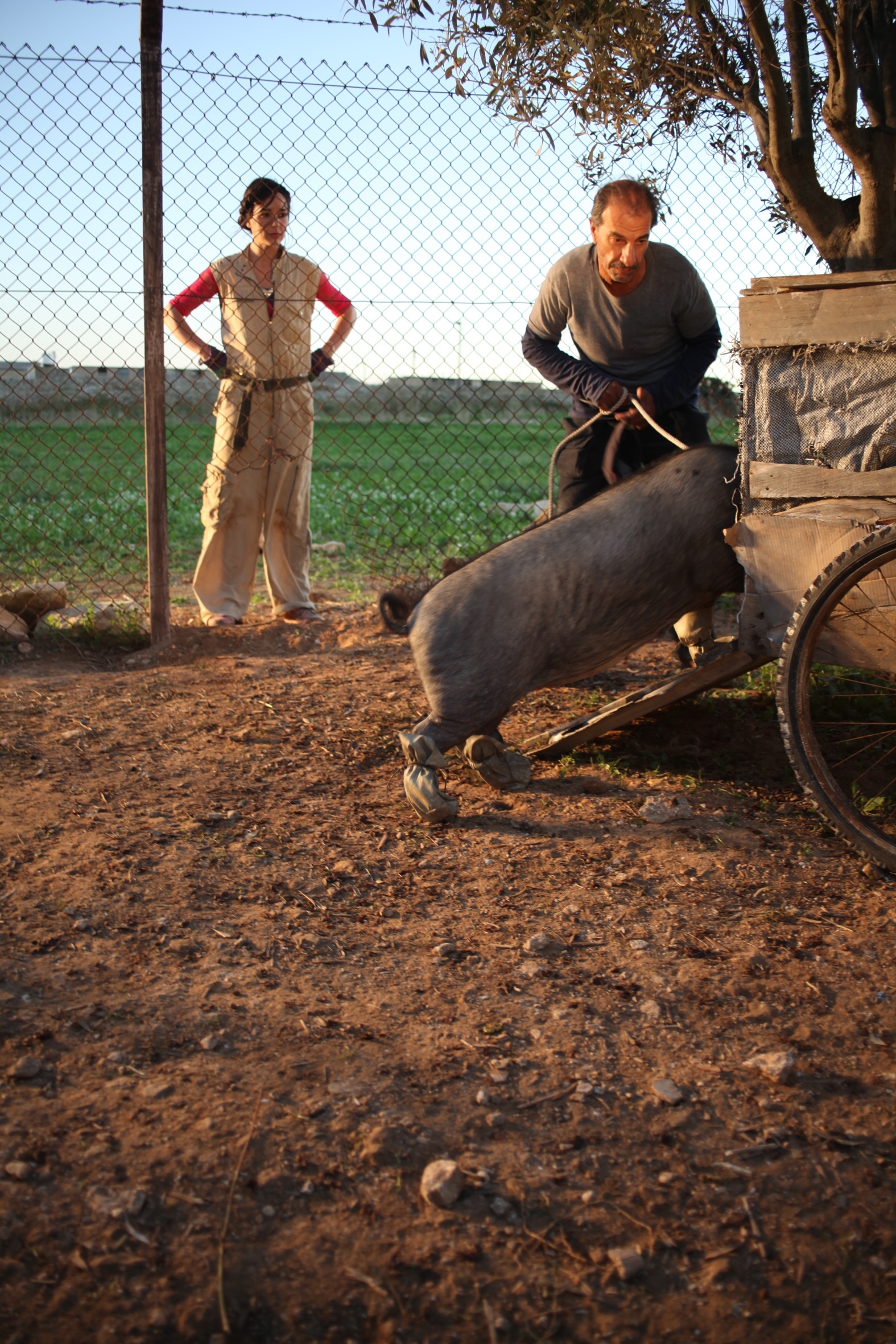 Image du film Le Cochon de Gaza 5cc3939d-cb69-4ef9-8cd6-4af0f51cbb74