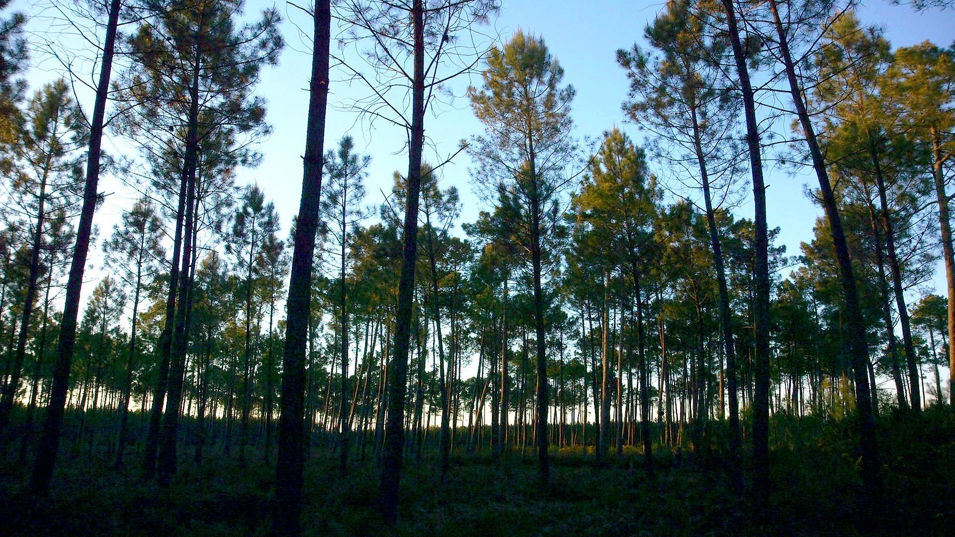 Image du film Le temps des forêts 11692b77-ff4d-4442-9e91-ac512a4f2d1f