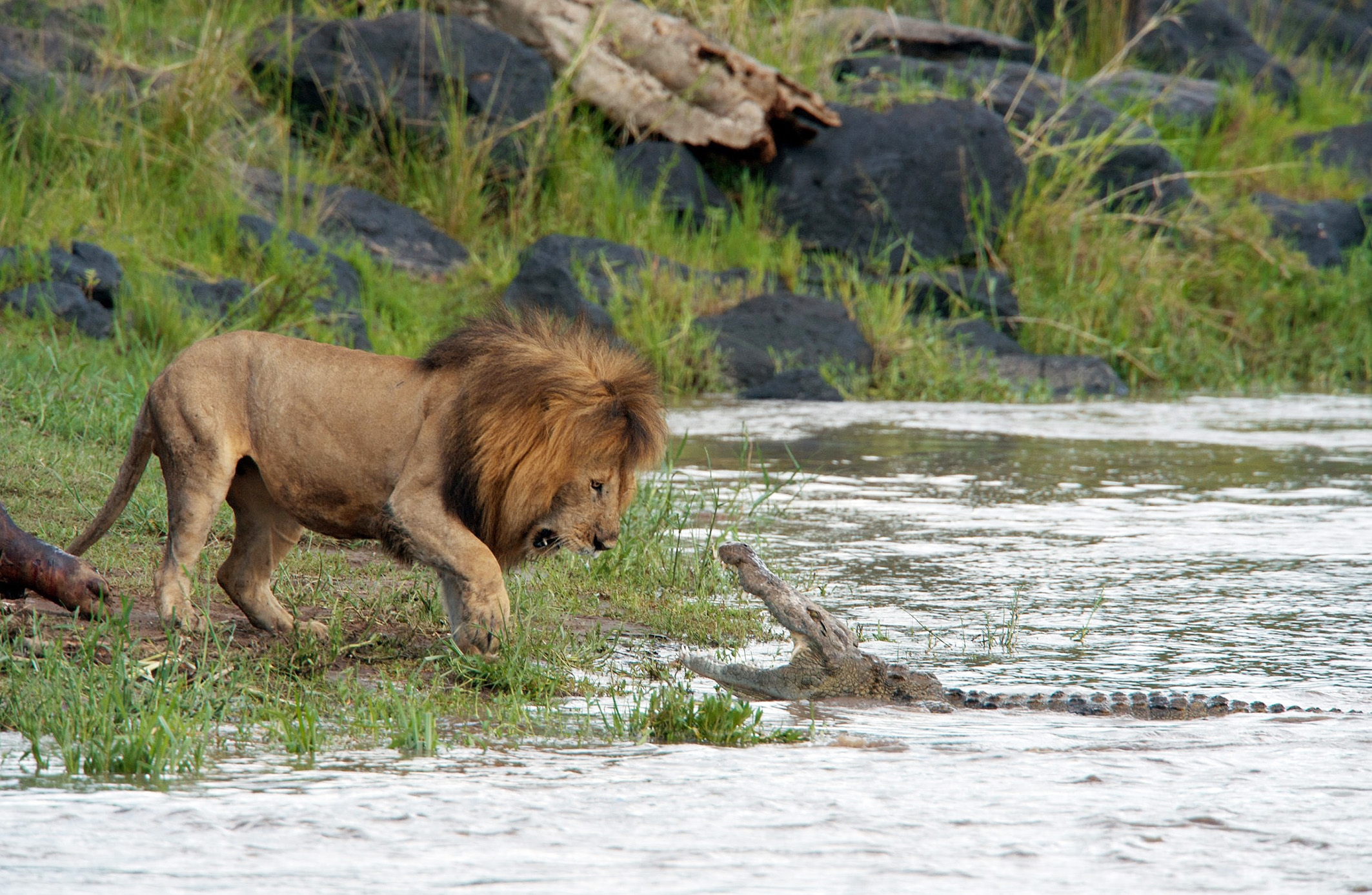 Дайте дикую природу. Нильский крокодил и Лев. Львы в дикой природе.