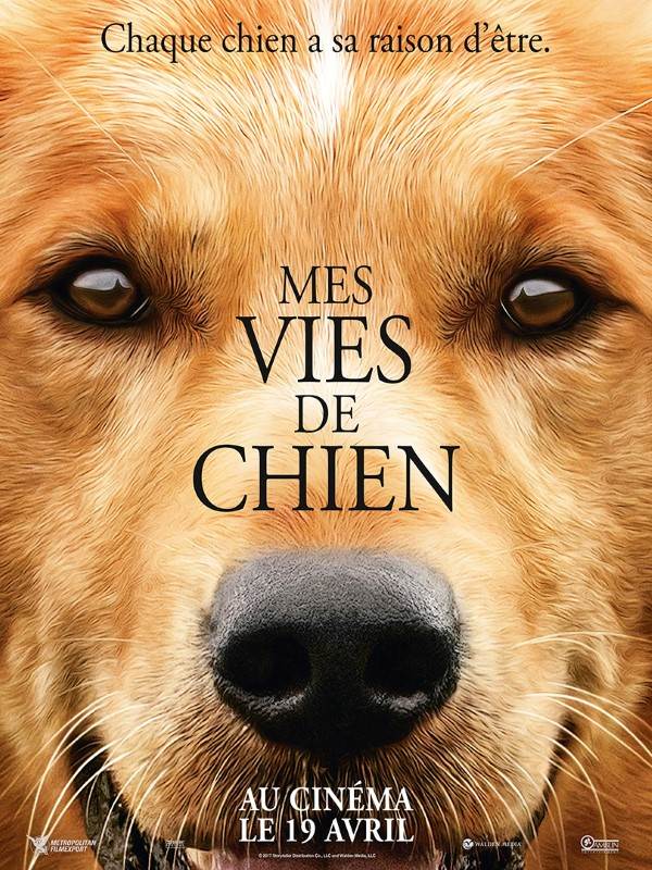Affiche du film Mes vies de chien 13068