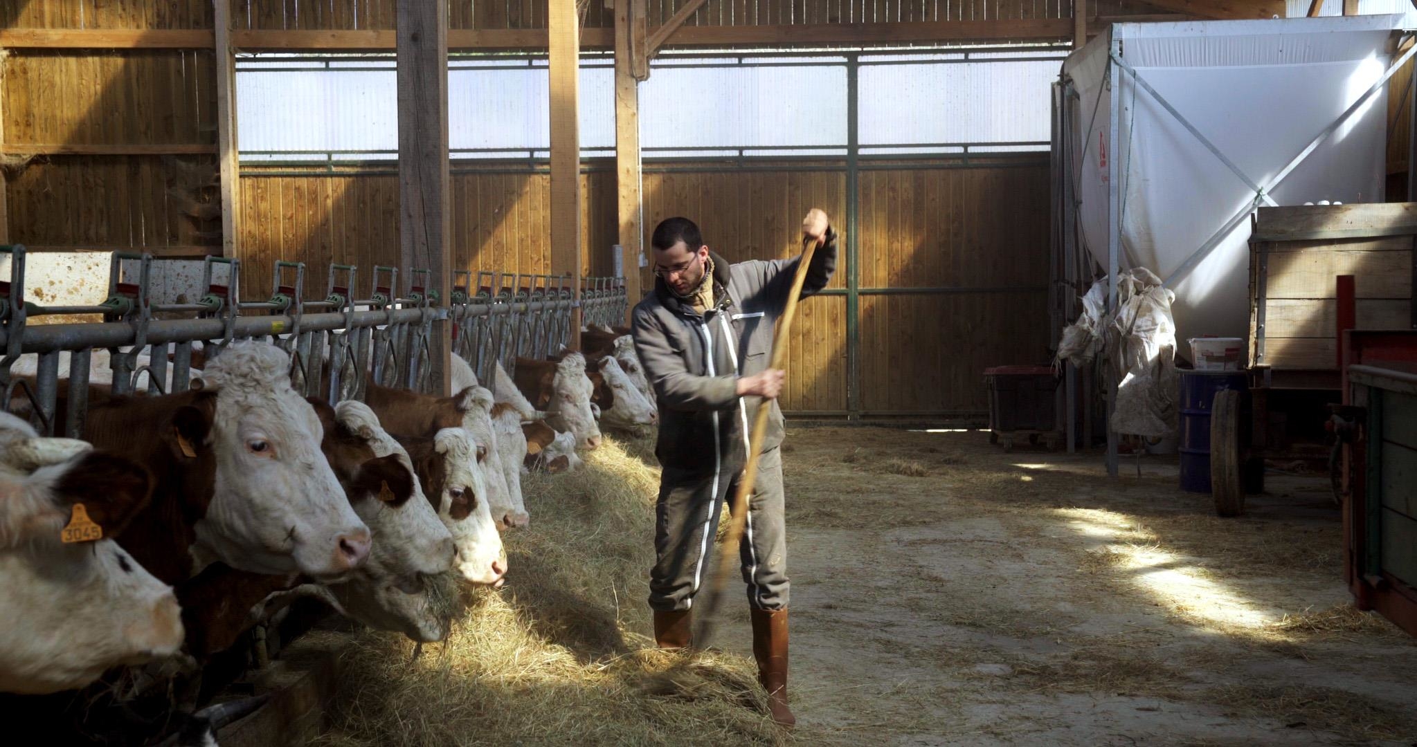 Image du film Cyrille, agriculteur, 30 ans, 20 vaches, du lait, du beurre, des dettes dd750652-f6ee-4d6d-9854-01ddc443934a