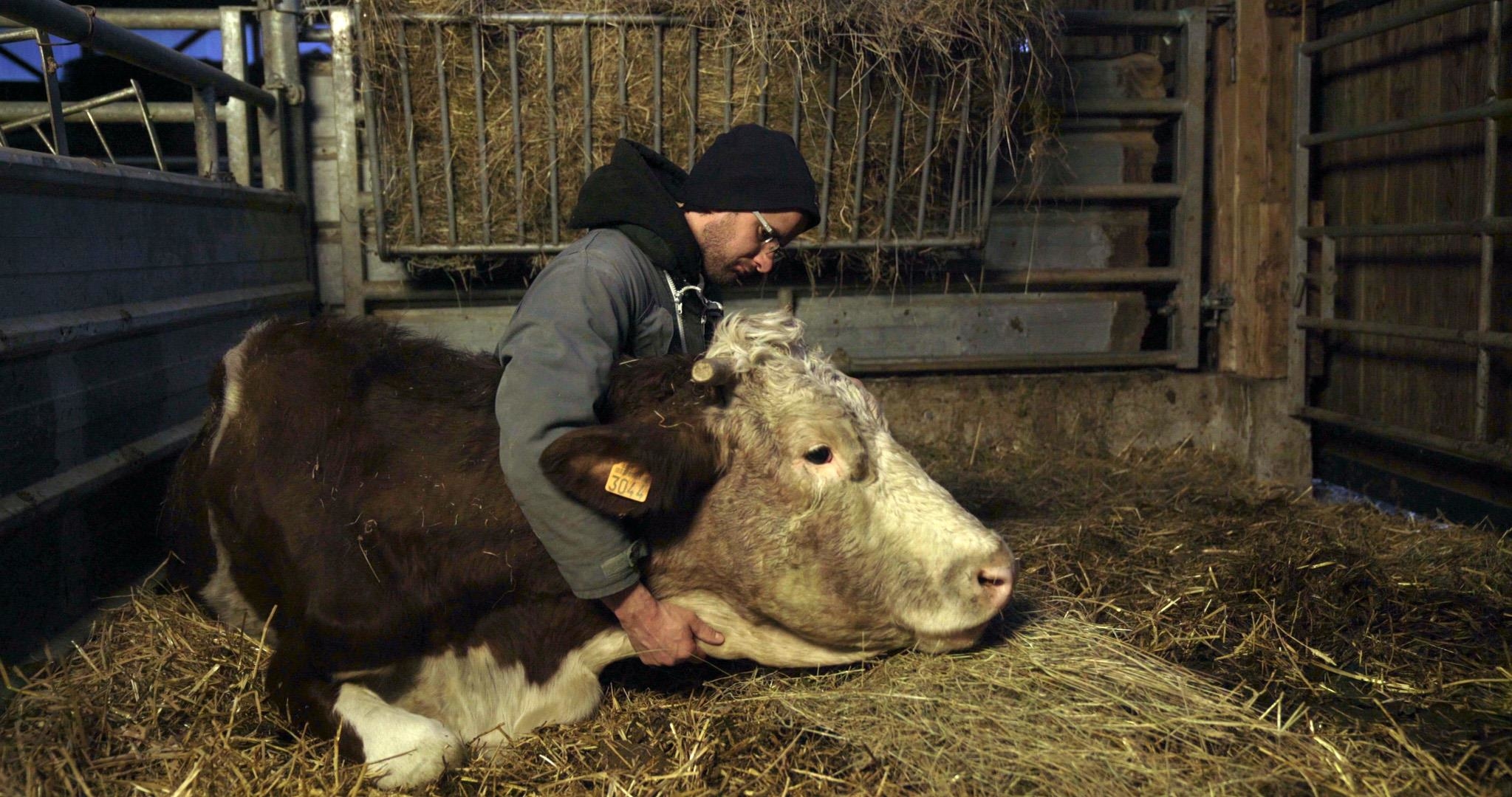 Image du film Cyrille, agriculteur, 30 ans, 20 vaches, du lait, du beurre, des dettes 65dc4312-e196-4836-85d6-a3462d14f608