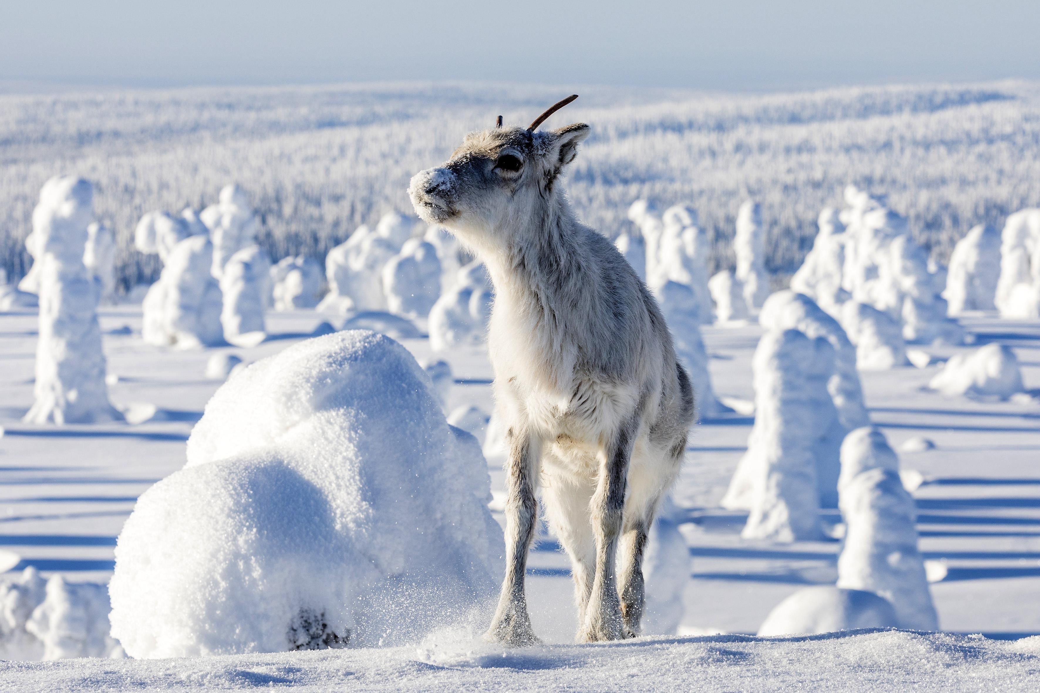 Image du film Aïlo : une odyssée en Laponie c792e4f4-e6ed-40c1-a73a-a04f60433a4f