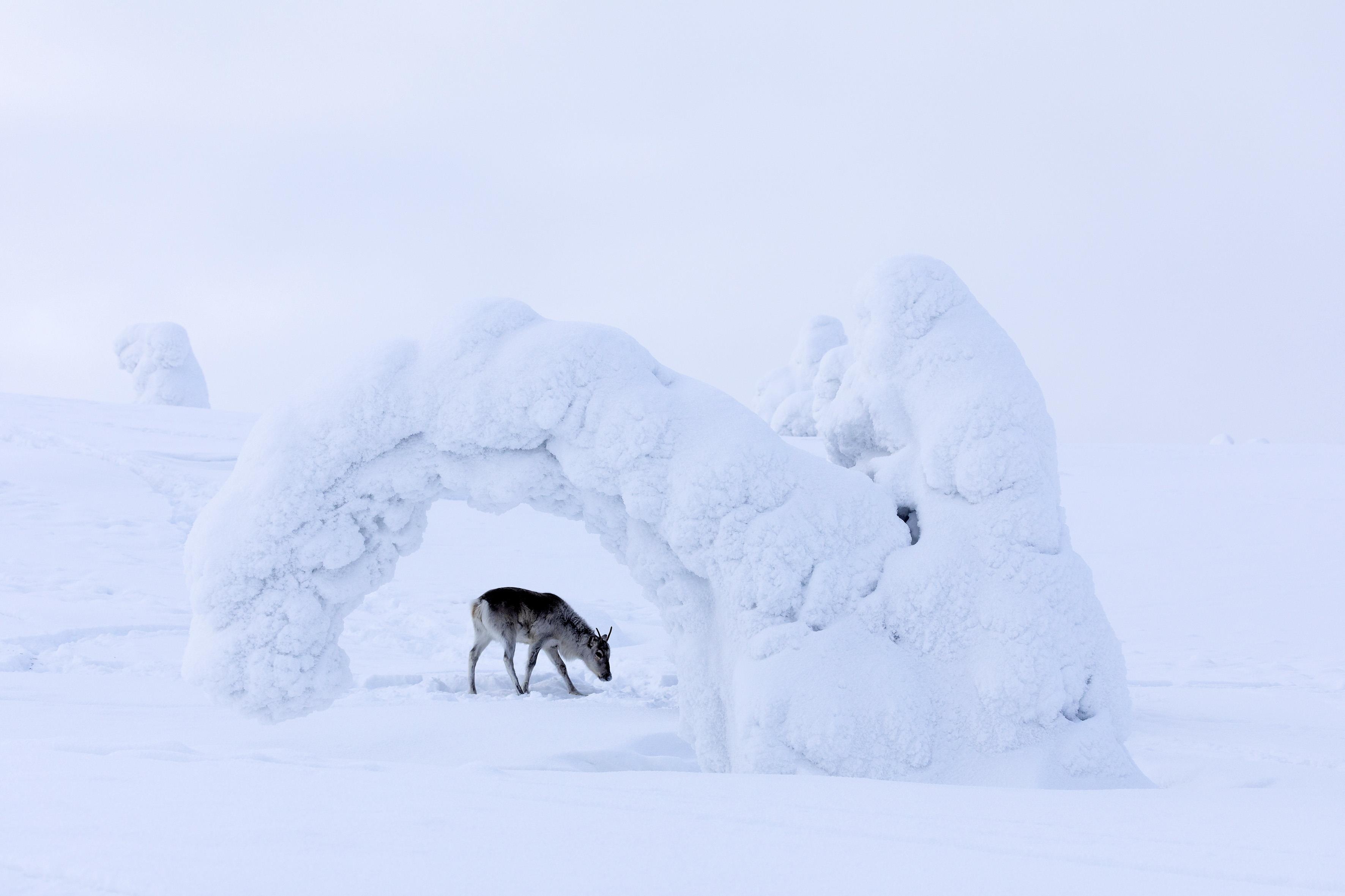 Image du film Aïlo : une odyssée en Laponie a9826825-76e6-463d-b937-3ab5d825bd43
