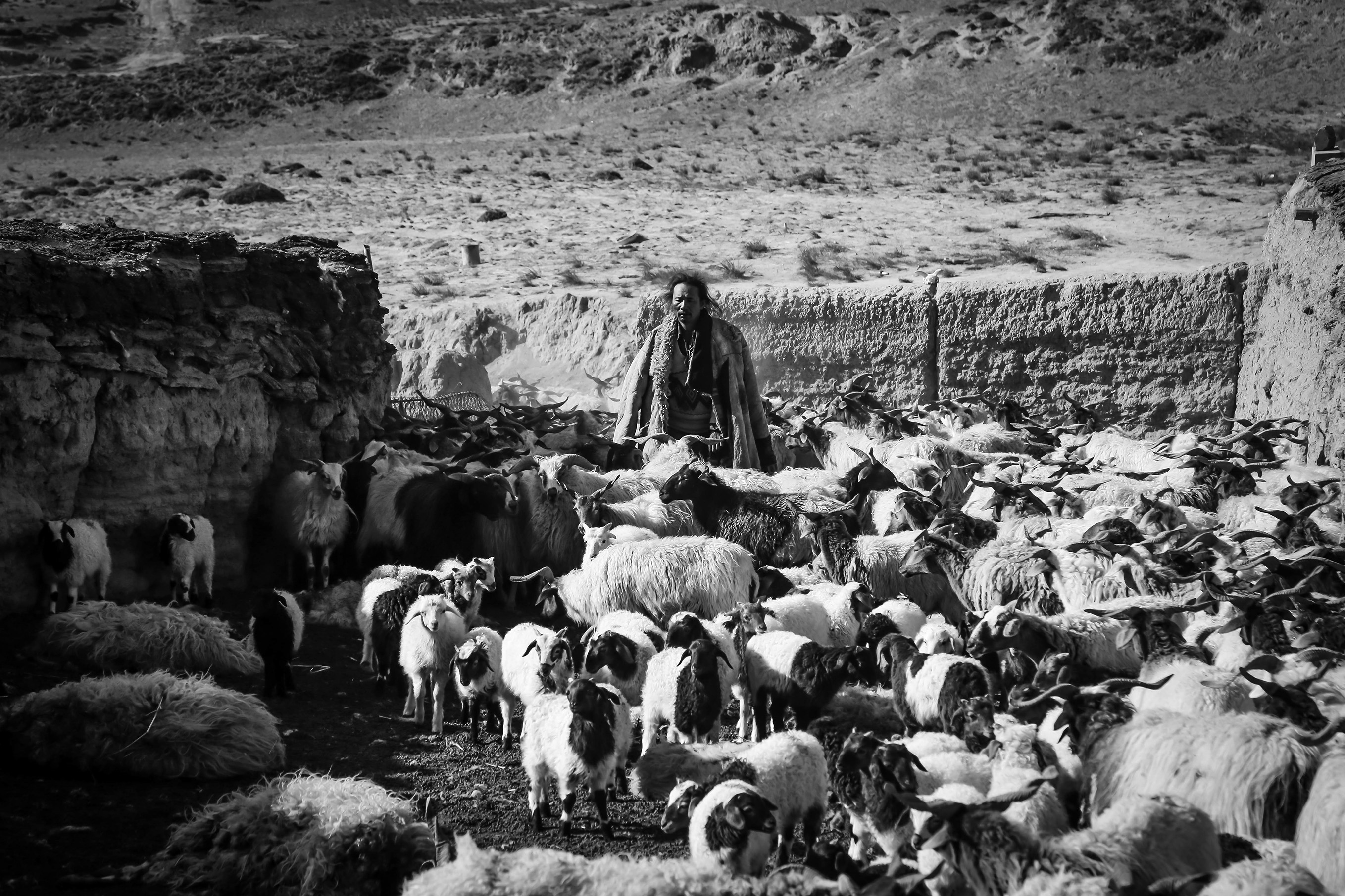 Image du film Tharlo, le berger tibétain 96f3a857-ce4e-48d1-8fce-0302700d3b2f