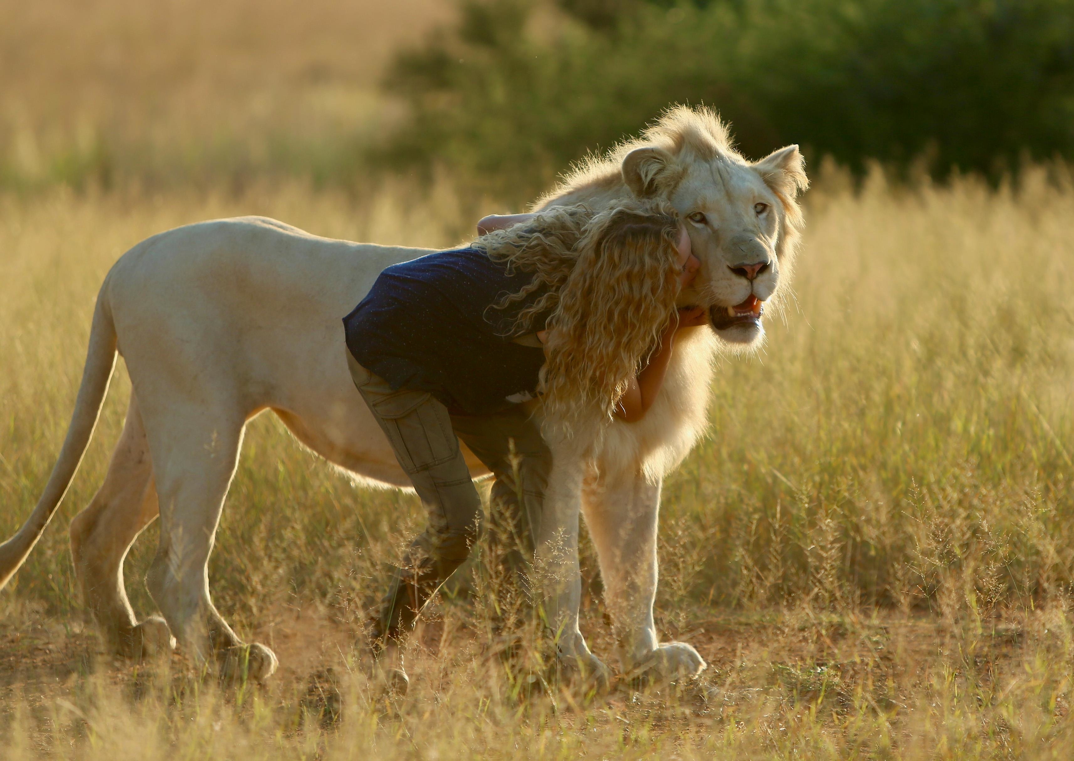 Image du film Mia et le Lion blanc 873f05ec-dc47-455e-b573-a92b49e27928