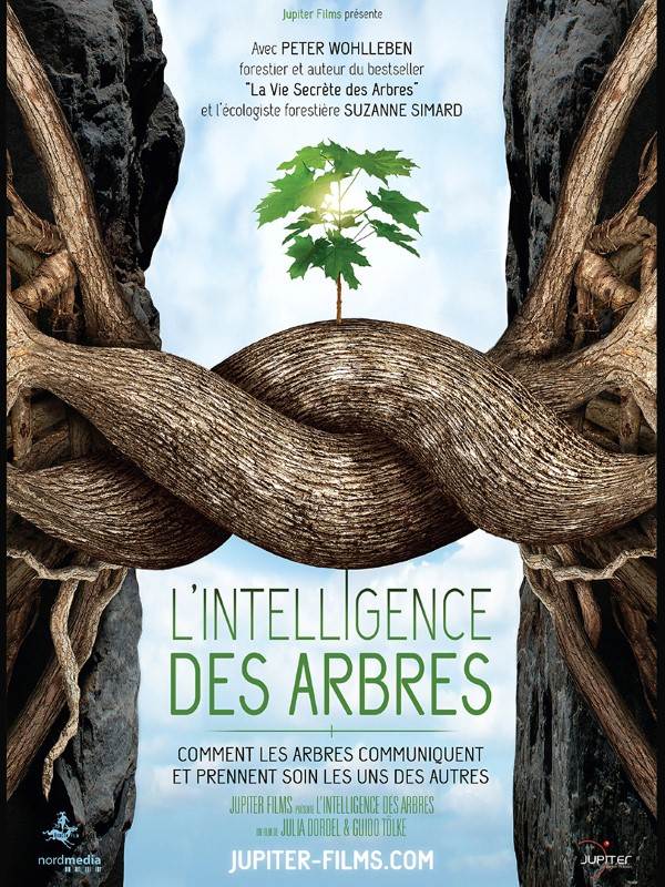 Affiche du film L'Intelligence des arbres 16909
