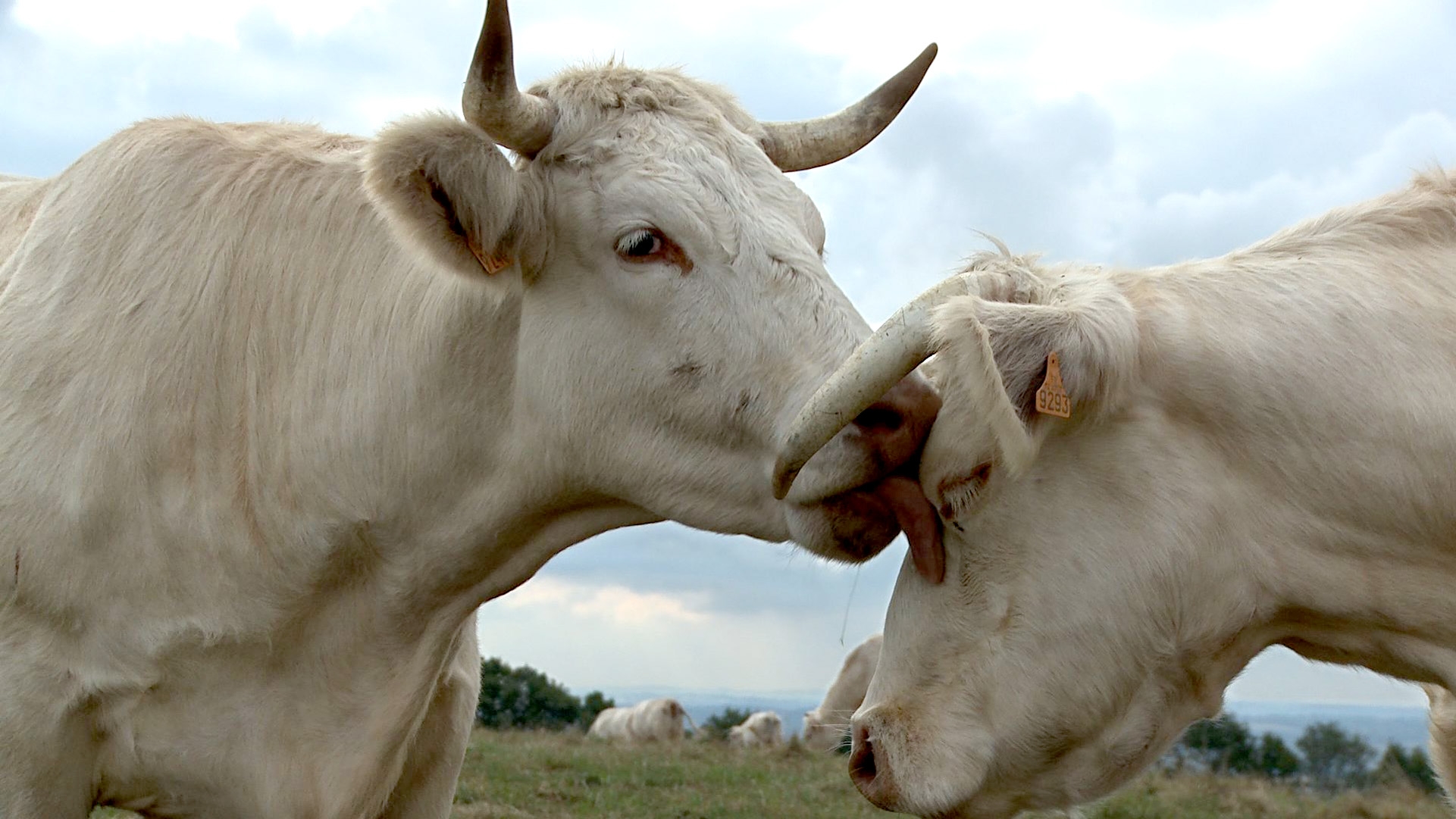 Image du film Bovines ou la Vraie Vie des vaches 6748