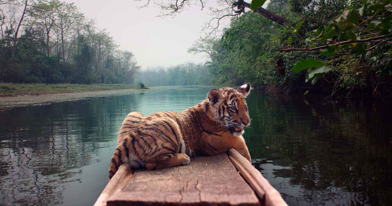 Image du film Le Nid du Tigre 6e31d8d2-2c22-4e15-adb1-9e60cf0775be