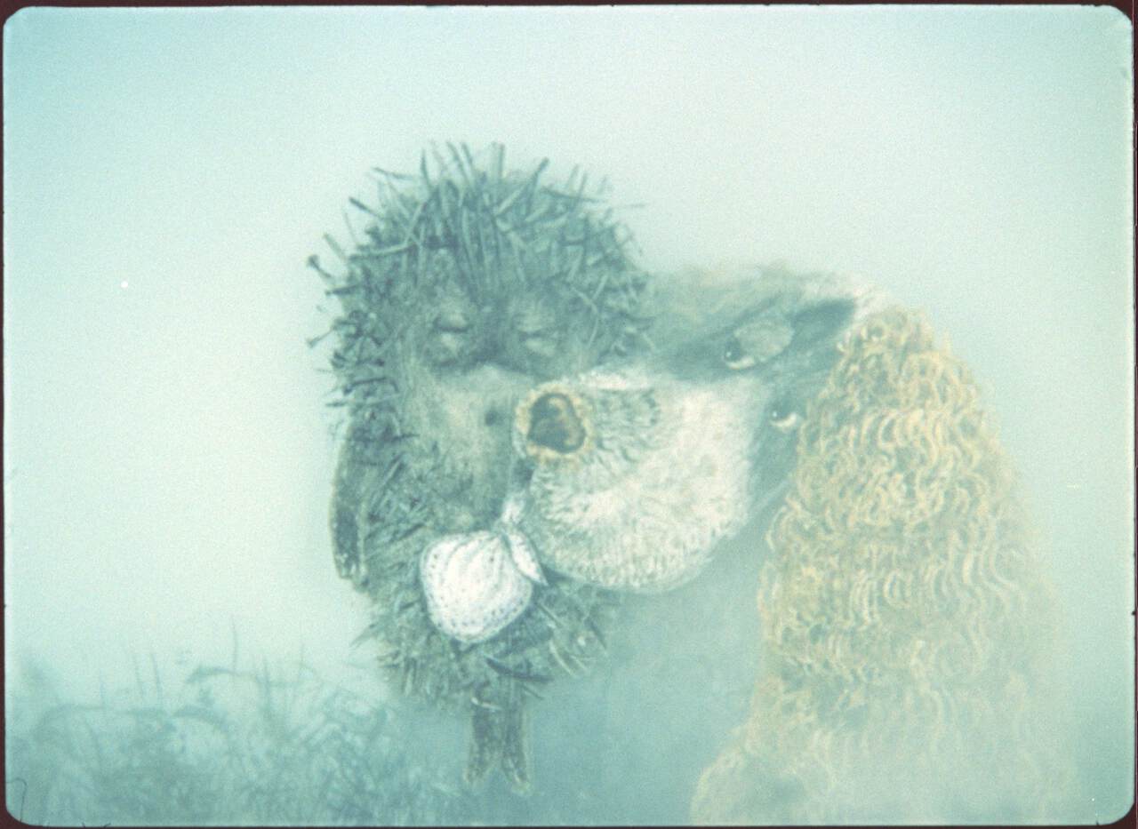 Image du film Le Petit hérisson dans la brume et autres merveilles e18147f6-12c9-40e8-b812-de68d332502b