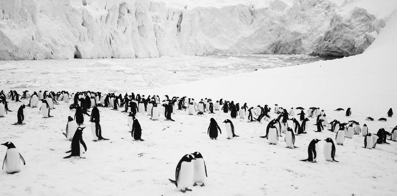 Image du film Voyage au pôle sud 35d68ac1-ed33-441d-824c-6c1299875f9c